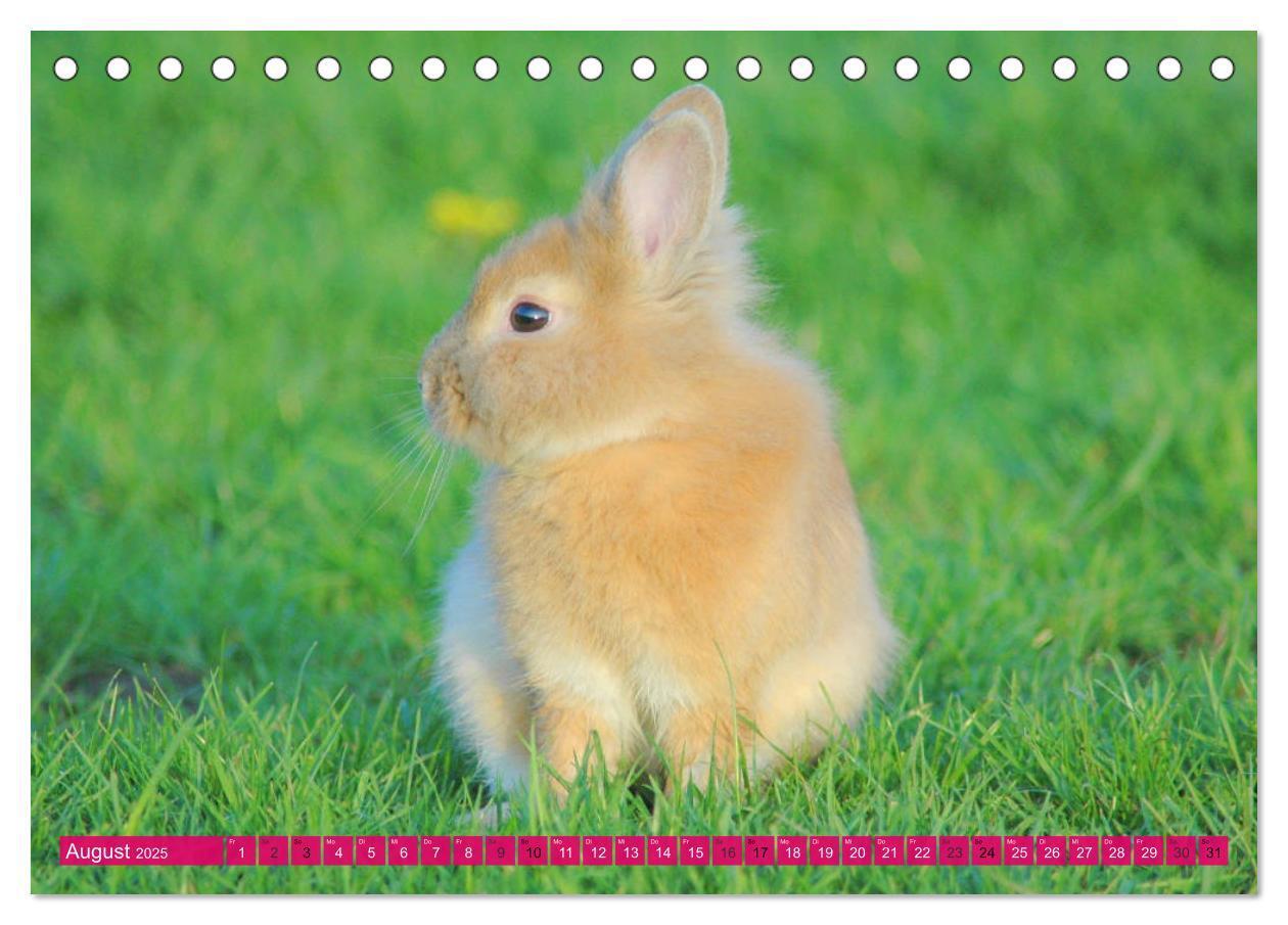 Bild: 9783435315031 | Kaninchen. Putzig, flauschig und geliebt (Tischkalender 2025 DIN A5...