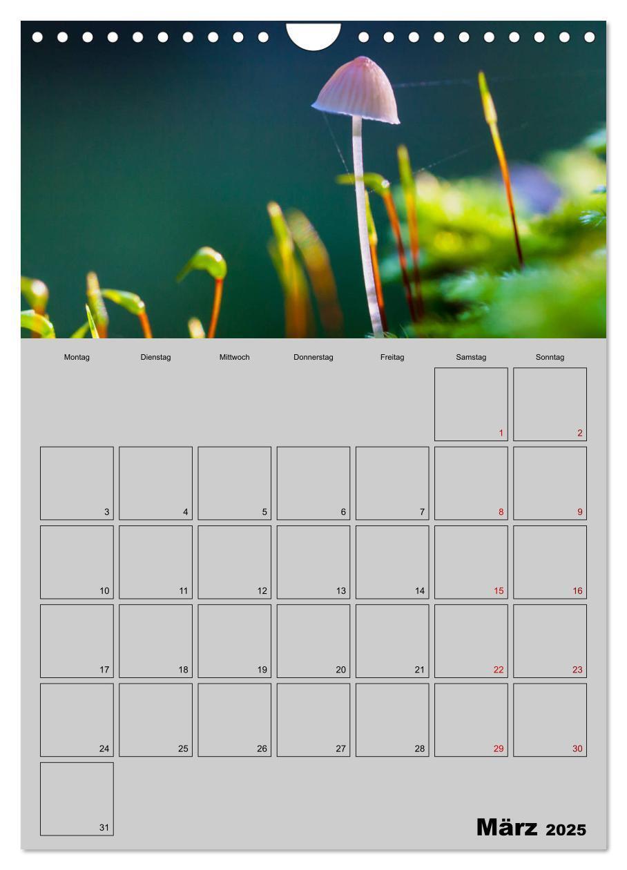 Bild: 9783435943791 | Quer durch die Pilze (Wandkalender 2025 DIN A4 hoch), CALVENDO...