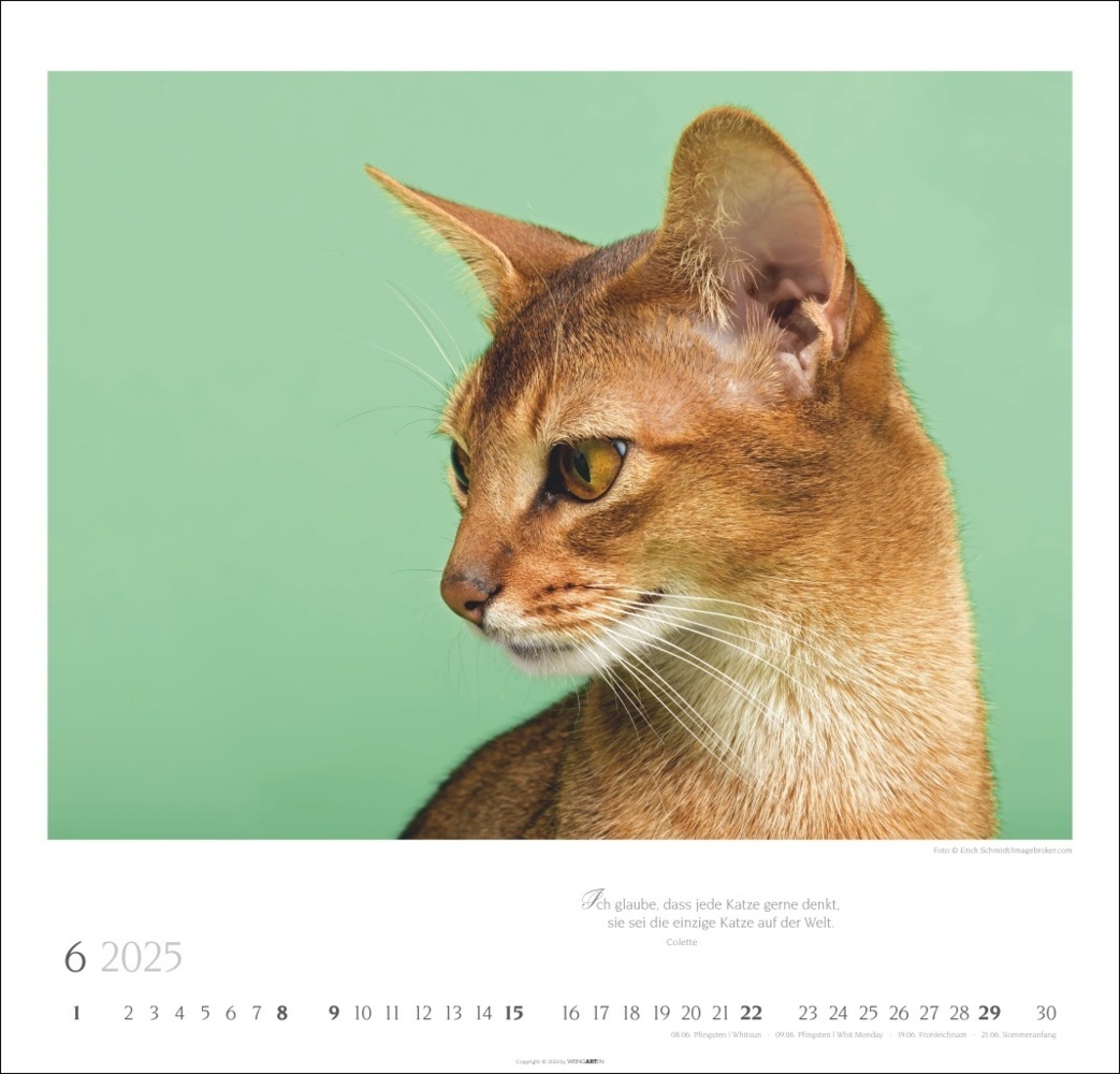 Bild: 9783839900963 | Katzen - Diven auf Samtpfoten Kalender 2025 - Diven auf Samtpfoten