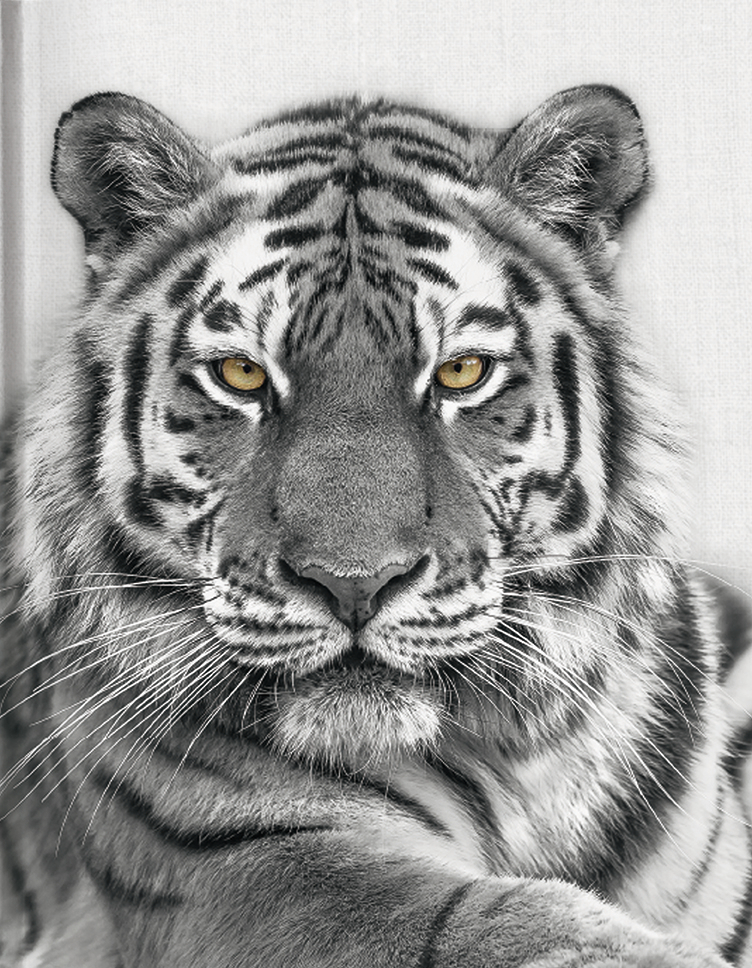 Cover: 9783959291965 | Tiger | Blankbook | Buch | 144 S. | Deutsch | 2023 | Tushita PaperArt