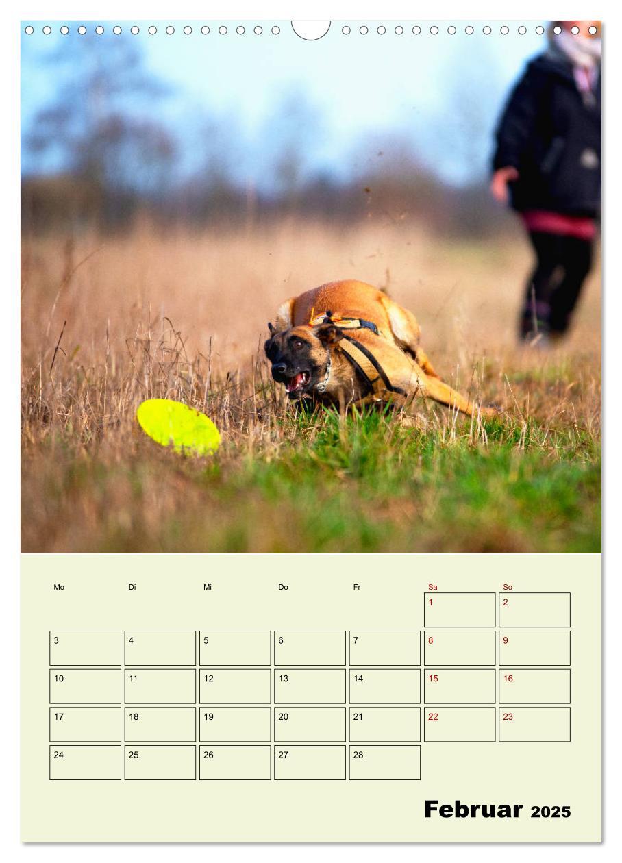 Bild: 9783435947065 | Malinois verlässliche Begleiter (Wandkalender 2025 DIN A3 hoch),...