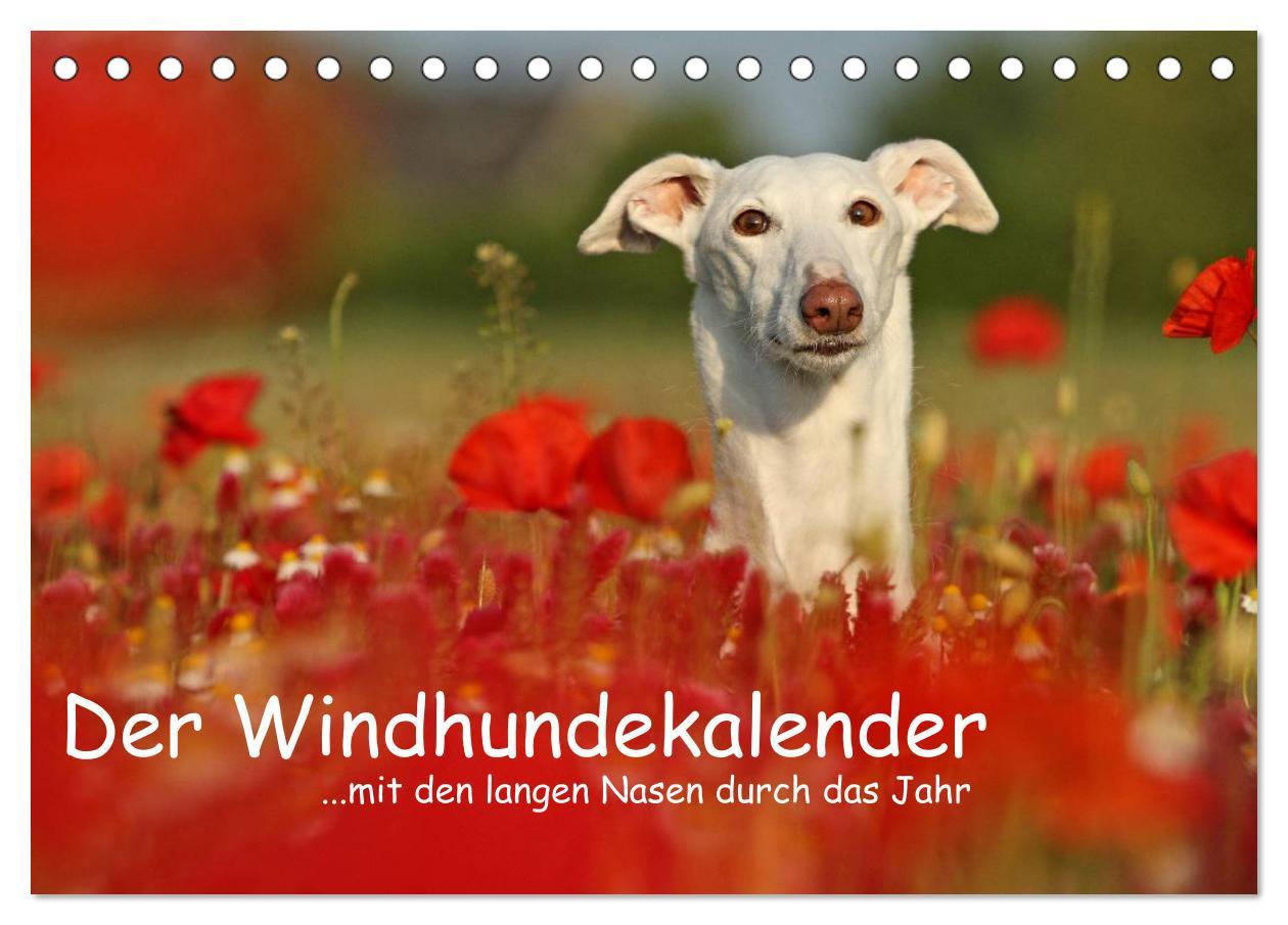 Cover: 9783435773718 | Der Windhundekalender (Tischkalender 2025 DIN A5 quer), CALVENDO...