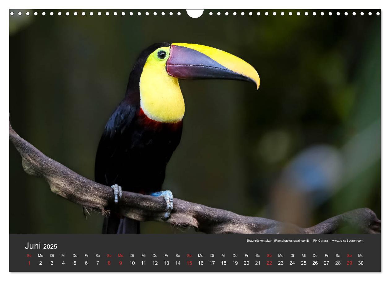 Bild: 9783435728053 | Costa Rica tierisch gut 2025 (Wandkalender 2025 DIN A3 quer),...