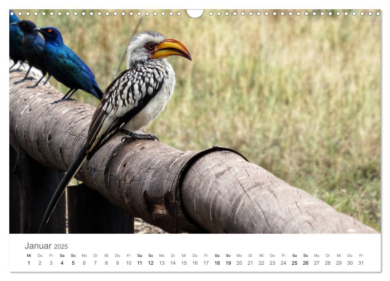 Bild: 9783435268139 | Afrika - Tiere im Krüger Nationalpark (Wandkalender 2025 DIN A3...