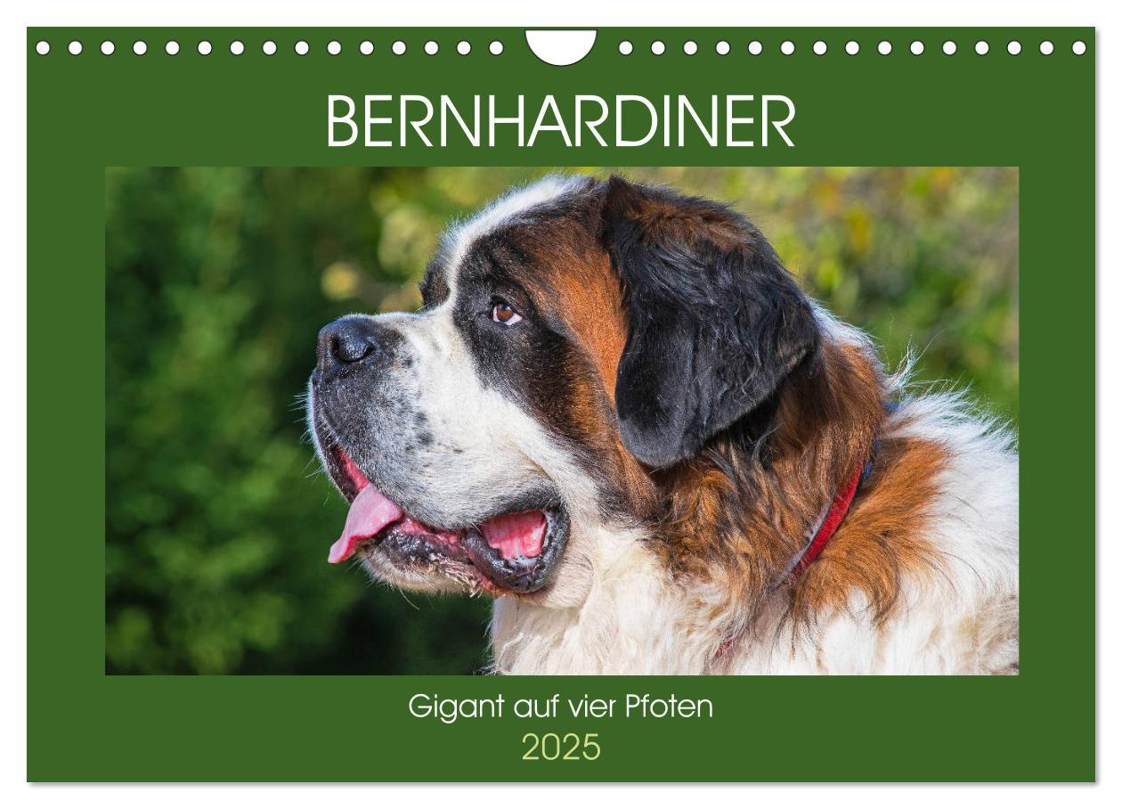 Cover: 9783435189960 | Bernhardiner - Gigant auf vier Pfoten (Wandkalender 2025 DIN A4...