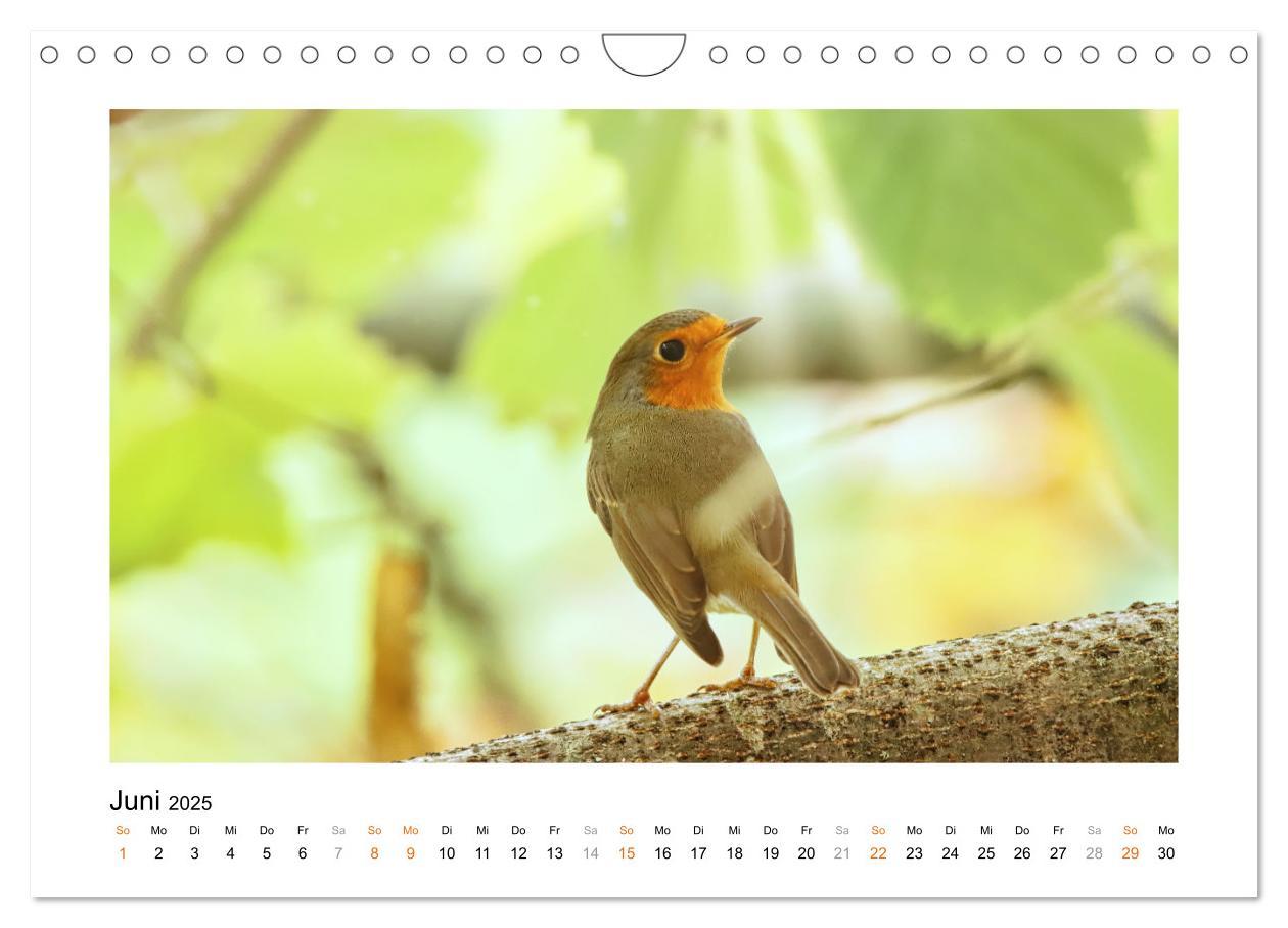 Bild: 9783383915178 | Zauberhafte Rotkehlchen (Wandkalender 2025 DIN A4 quer), CALVENDO...