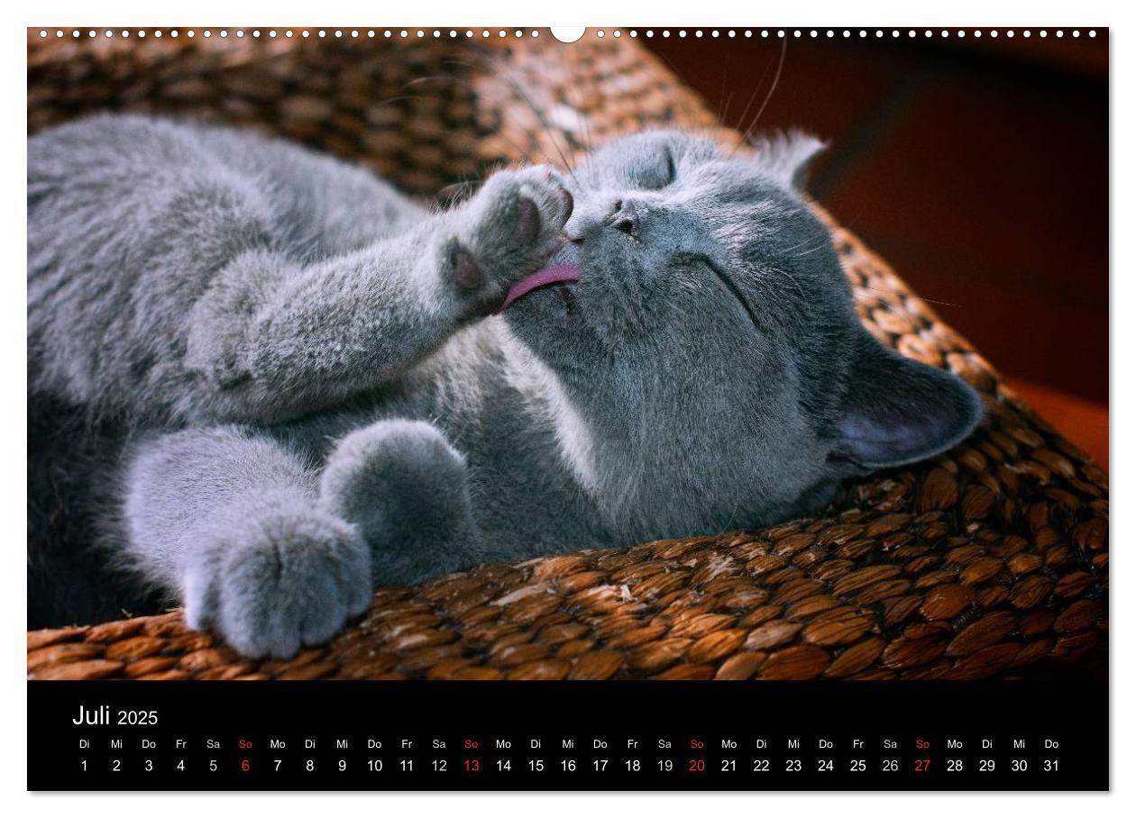 Bild: 9783435738830 | Bärige Schmusetiger - Britisch Kurzhaar / CH-Version (Wandkalender...