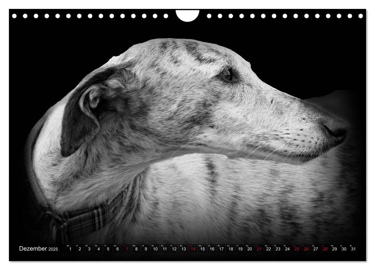 Bild: 9783383824074 | Galgo Español - der spanische Windhund 2025 (Wandkalender 2025 DIN...