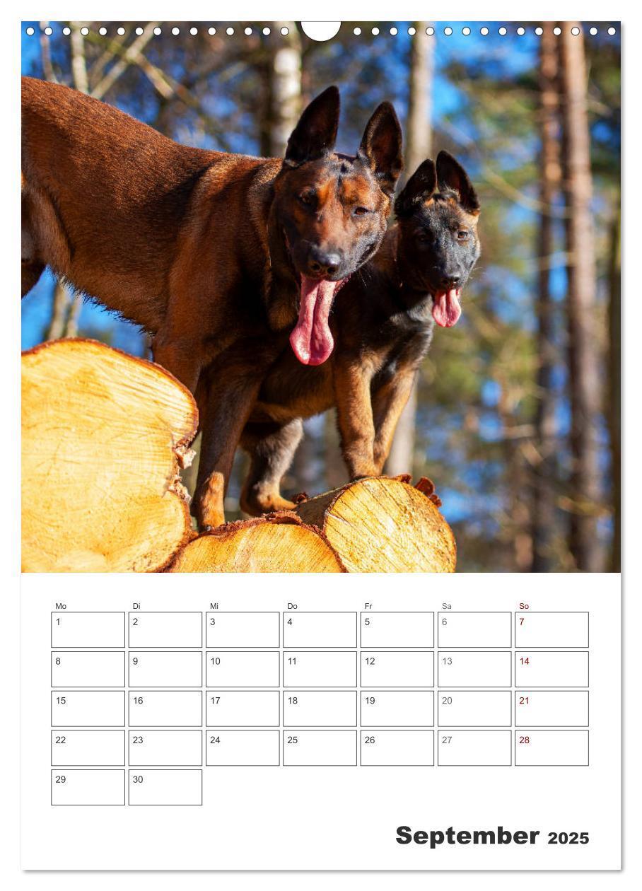 Bild: 9783435947850 | Malinois Power auf vier Pfoten (Wandkalender 2025 DIN A3 hoch),...