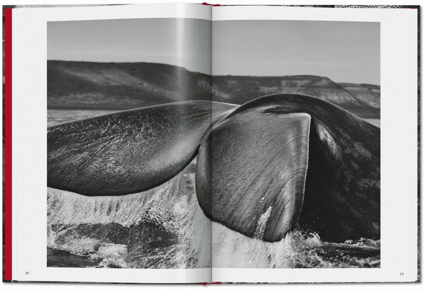 Bild: 9783836594585 | Sebastião Salgado. Génesis | TASCHEN | Buch | 192 S. | Spanisch | 2024