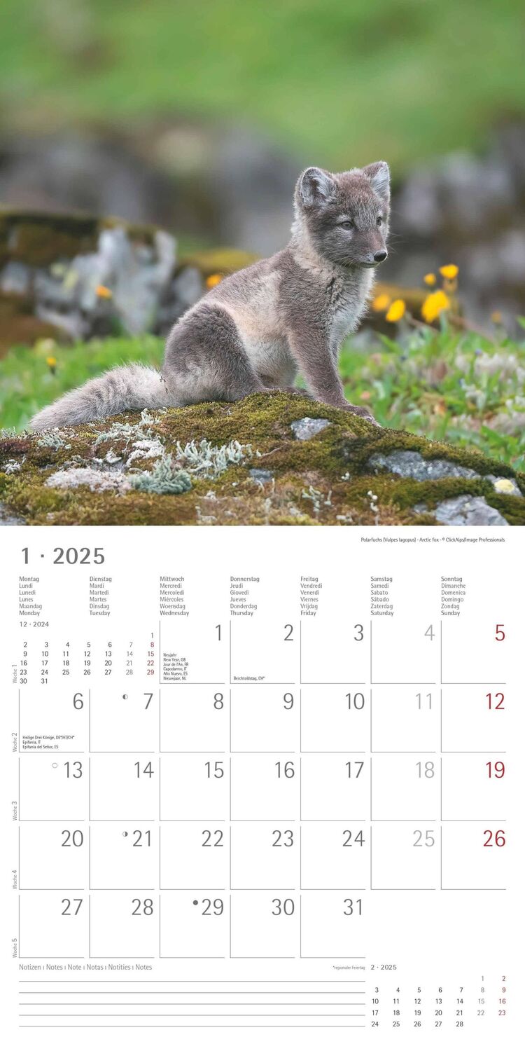 Bild: 4251732340773 | Tierbabys 2025 - Broschürenkalender 30x30 cm (30x60 geöffnet) -...