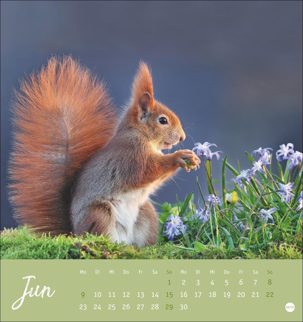 Bild: 9783756407071 | Eichhörnchen Postkartenkalender 2025 | Heye | Kalender | Spiralbindung