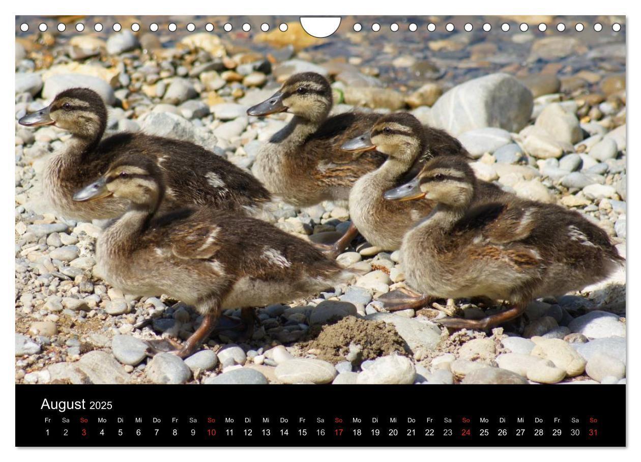 Bild: 9783435840779 | Das Leben der Enten (Wandkalender 2025 DIN A4 quer), CALVENDO...