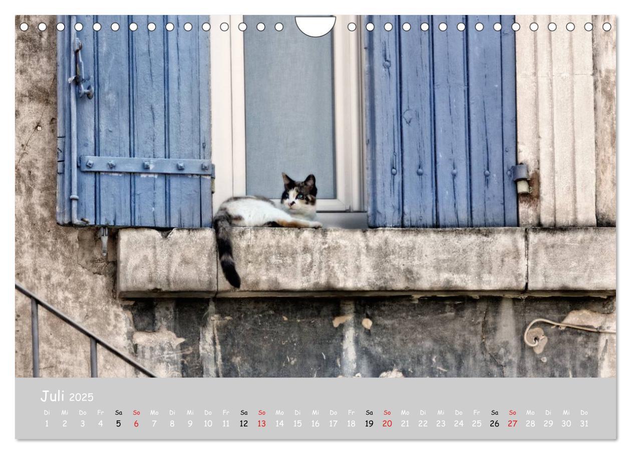 Bild: 9783435787975 | Katzen des Südens (Wandkalender 2025 DIN A4 quer), CALVENDO...