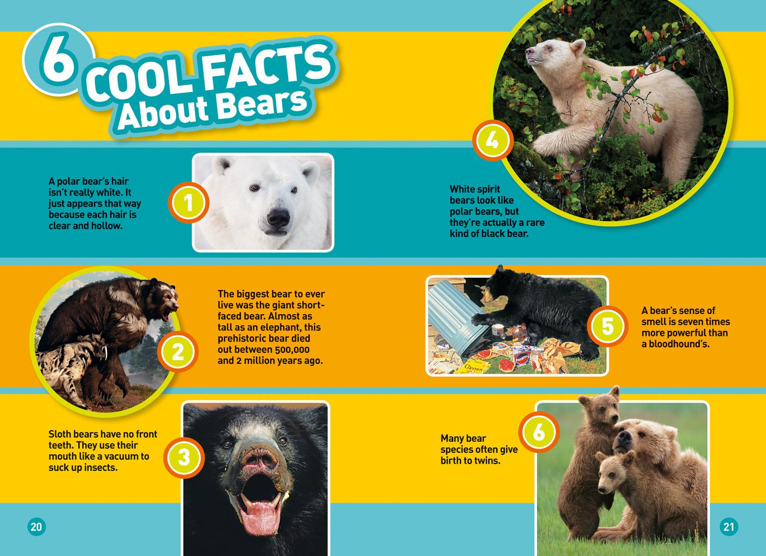 Bild: 9780008266875 | Bears | Level 4 | Elizabeth Carney (u. a.) | Taschenbuch | Englisch