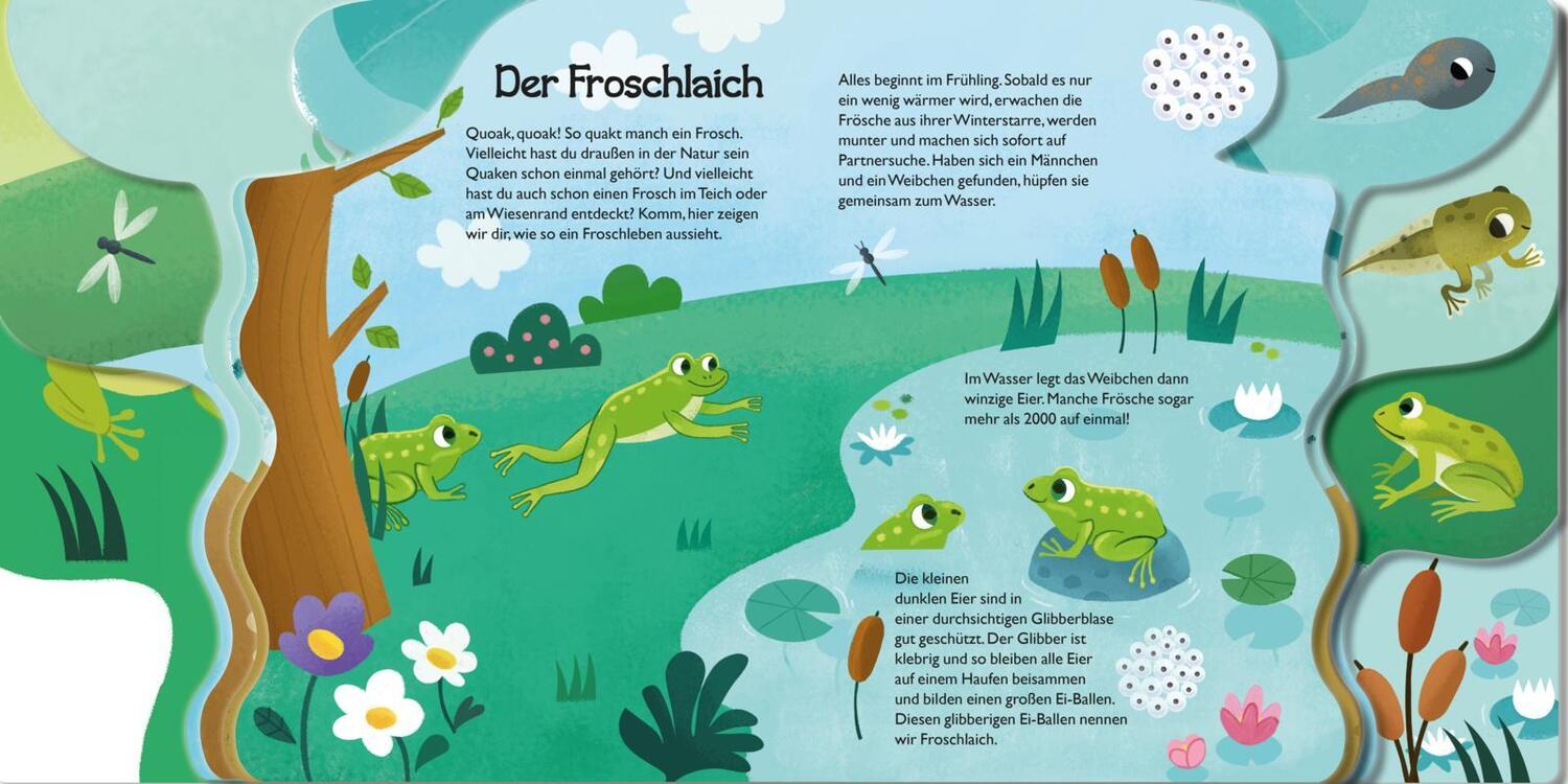 Bild: 9783551172198 | Von der kleinen Kaulquappe zum Frosch | Mein erstes Naturwunder-Buch