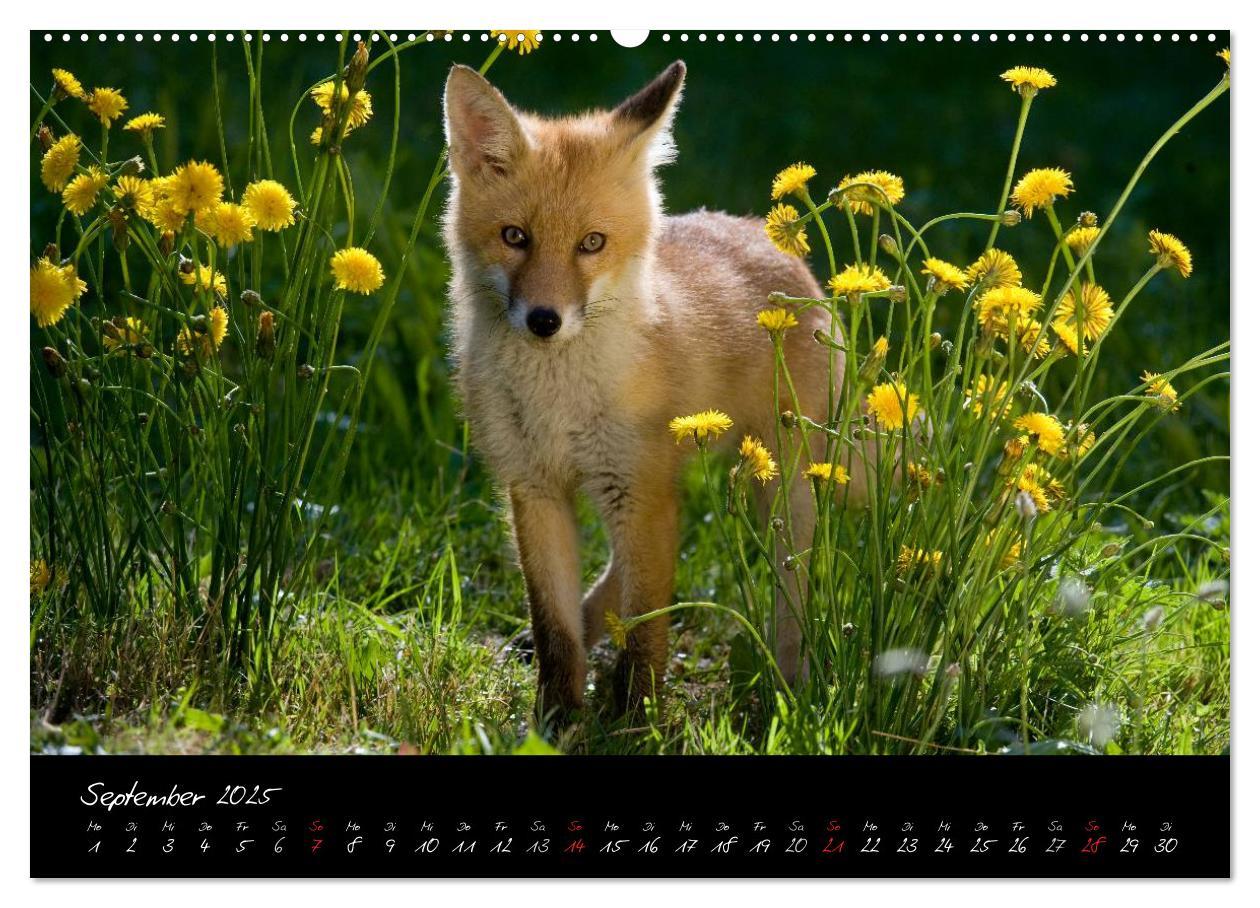 Bild: 9783435823307 | Rotfuchs - Impressionen (Wandkalender 2025 DIN A2 quer), CALVENDO...