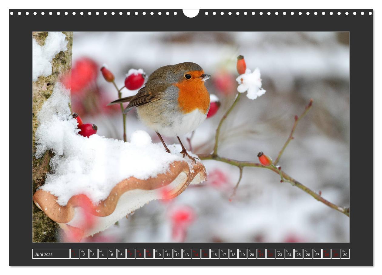 Bild: 9783435169900 | Winterzauber - Tiere in Eis und Schnee (Wandkalender 2025 DIN A3...