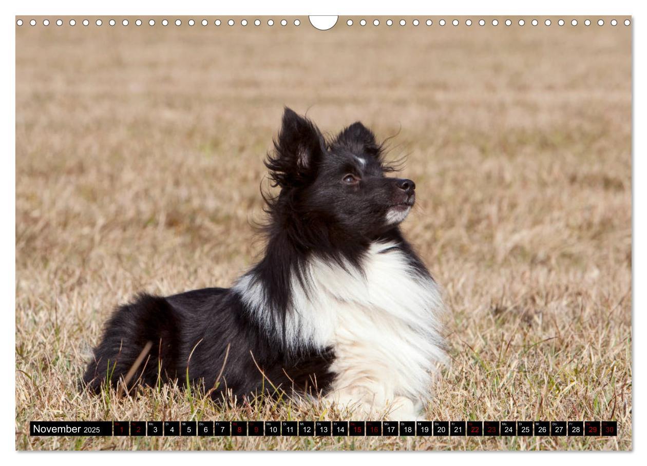 Bild: 9783435409686 | Shetland Sheepdogs - Kleine Charmeure (Wandkalender 2025 DIN A3...