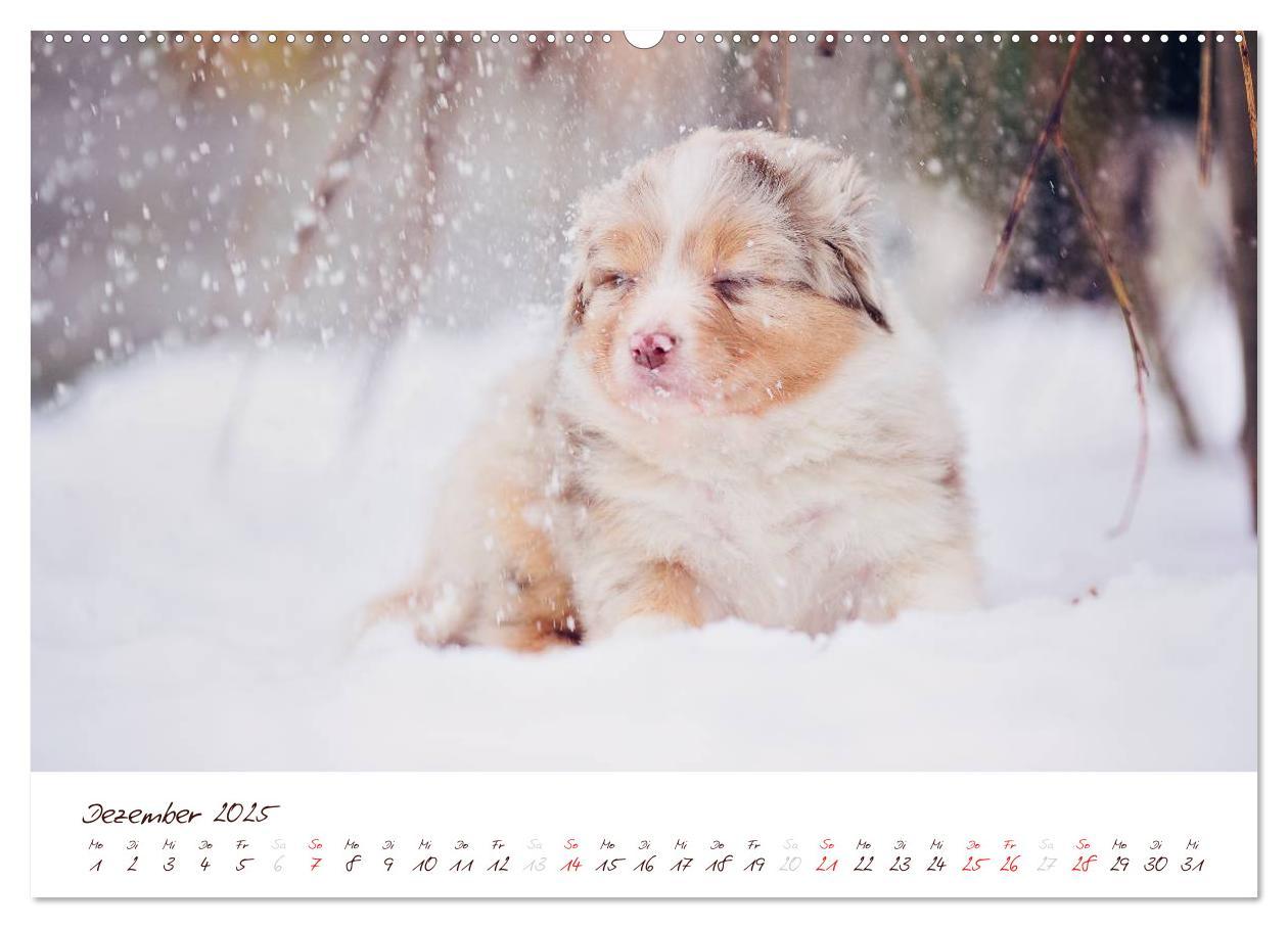 Bild: 9783435808779 | Wunderbare Australian Shepherds (Wandkalender 2025 DIN A2 quer),...