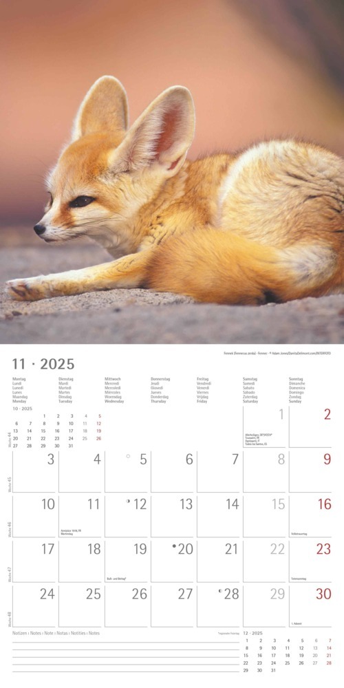 Bild: 4251732340773 | Alpha Edition - Tierbabys 2025 Broschürenkalender, 30x30cm,...