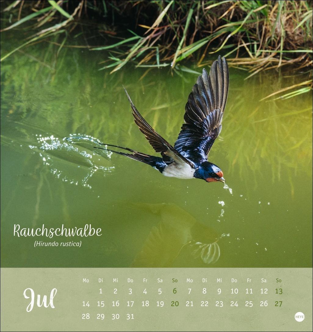 Bild: 9783756407125 | Vögel in unseren Gärten Postkartenkalender 2025 | Heye | Kalender