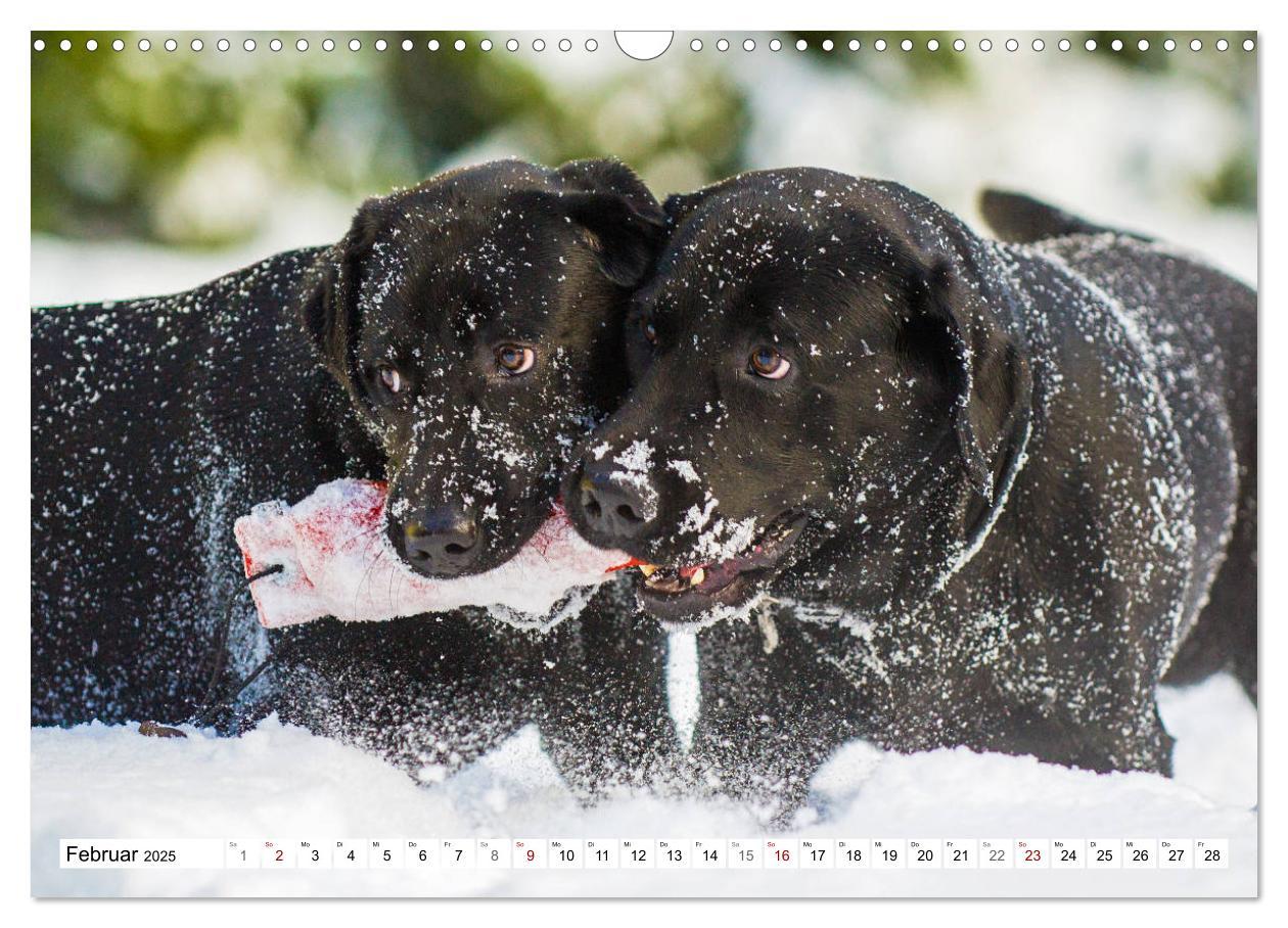 Bild: 9783435312658 | Freund auf 4 Pfoten - Labrador Retriever (Wandkalender 2025 DIN A3...