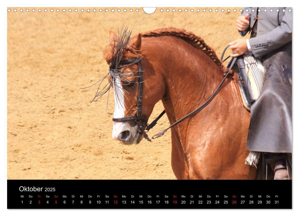 Bild: 9783435566822 | Caballos Spanische Pferde 2025 (Wandkalender 2025 DIN A3 quer),...