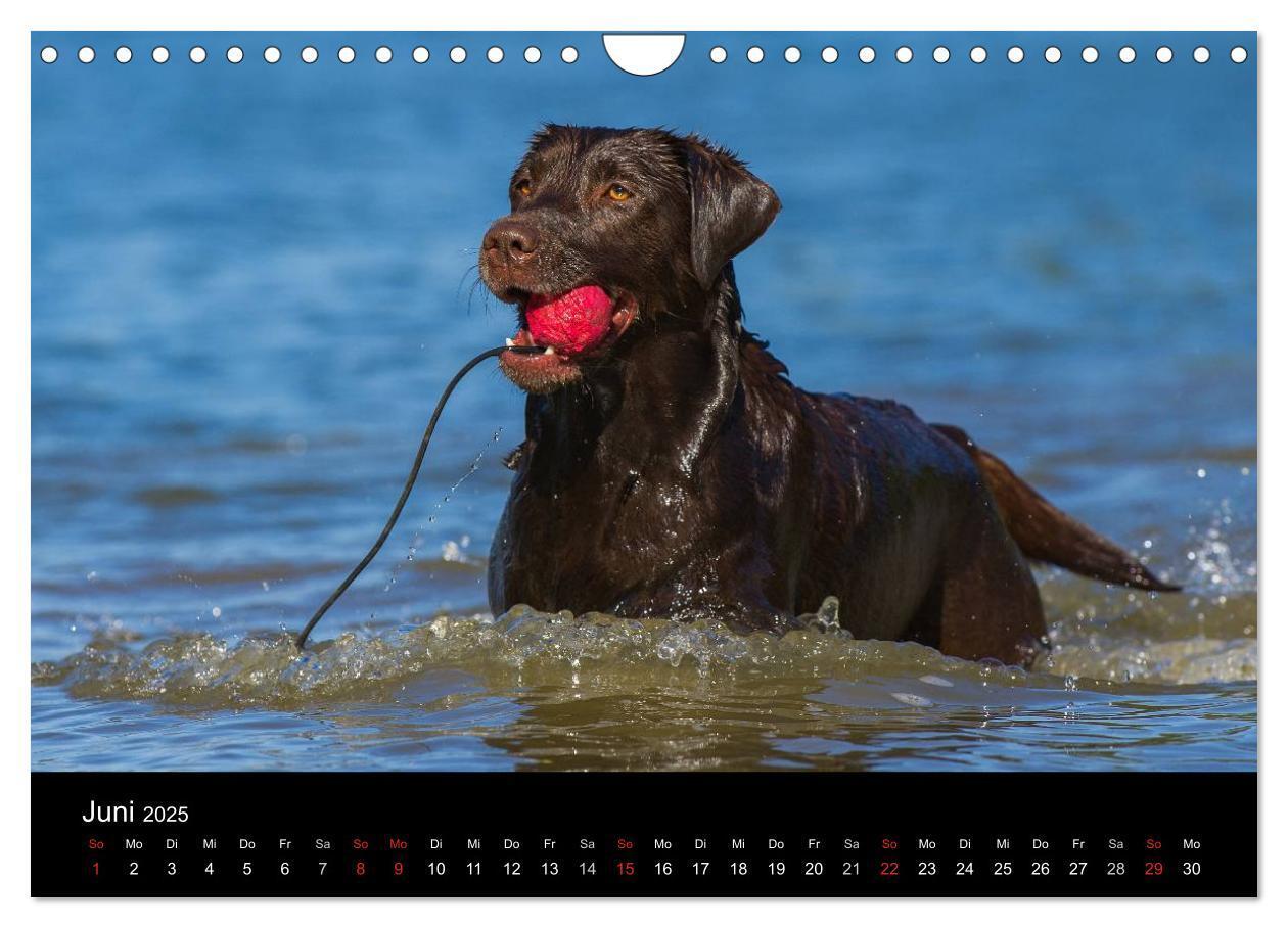 Bild: 9783435761692 | Labrador Retriever 2025 (Wandkalender 2025 DIN A4 quer), CALVENDO...