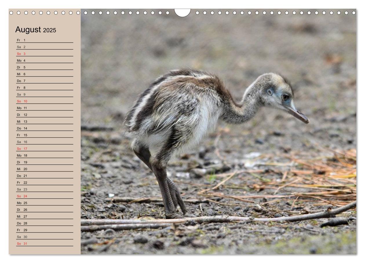 Bild: 9783435523306 | Vogel Strauß. Imposanter Riese und Läufer (Wandkalender 2025 DIN A3...