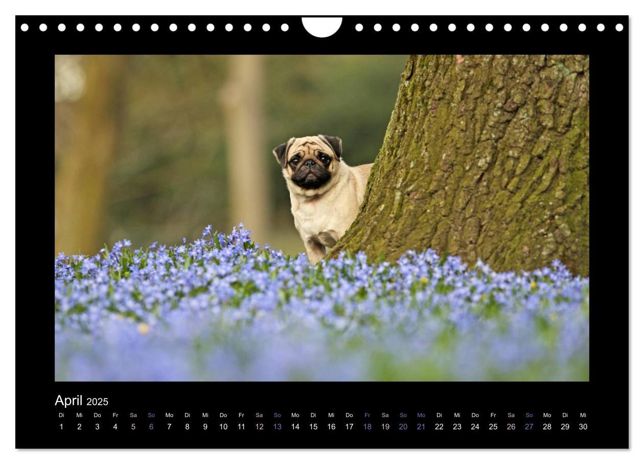 Bild: 9783435645725 | Der Feldfurchen-Mops (Wandkalender 2025 DIN A4 quer), CALVENDO...