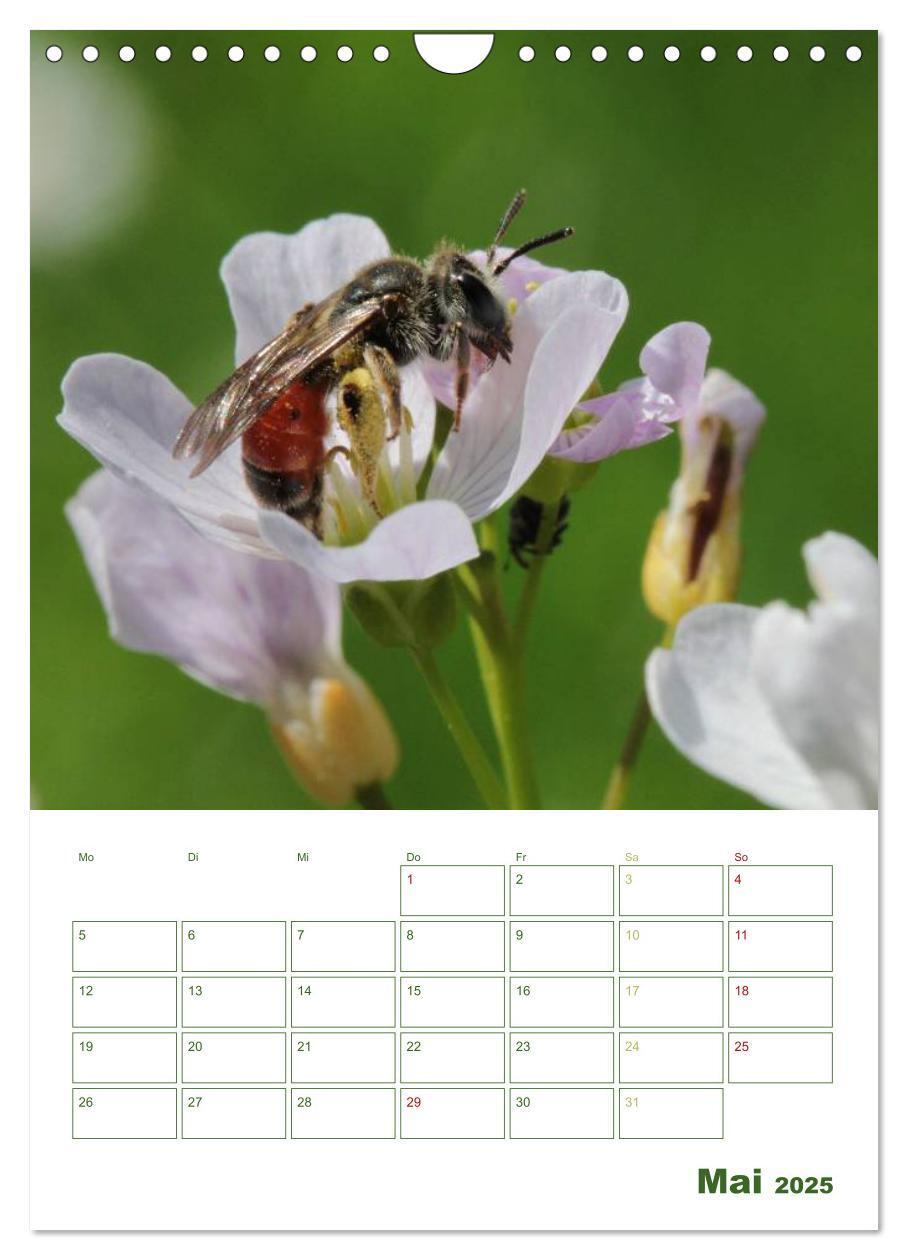 Bild: 9783457030813 | Bienen-Terminplaner 2025 (Wandkalender 2025 DIN A4 hoch), CALVENDO...