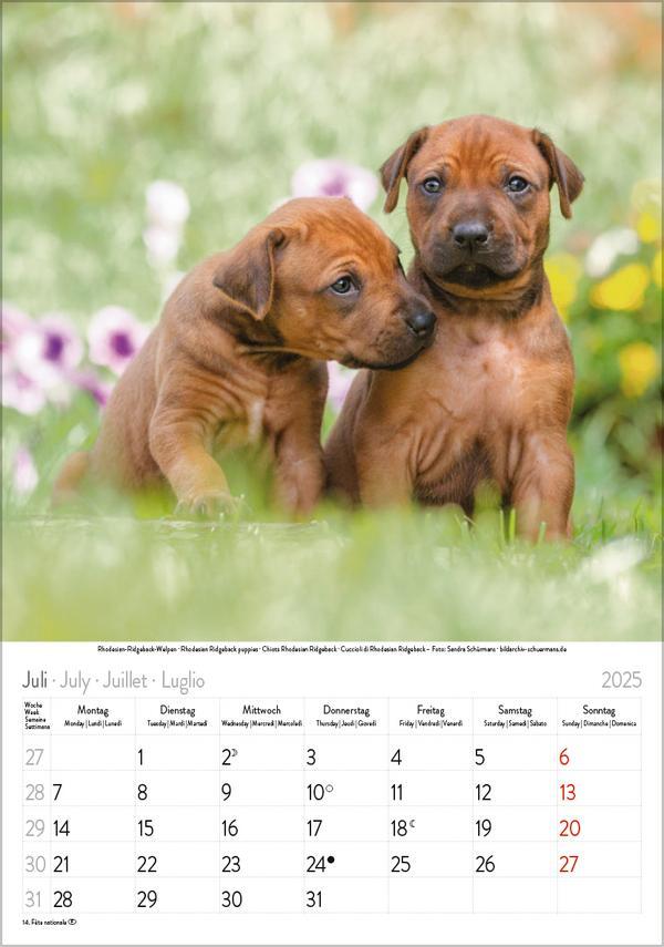 Bild: 9783731876175 | Hunde 2025 | Wandkalender mit Fotos von Hunden. Format 23,5 x 33,5 cm.