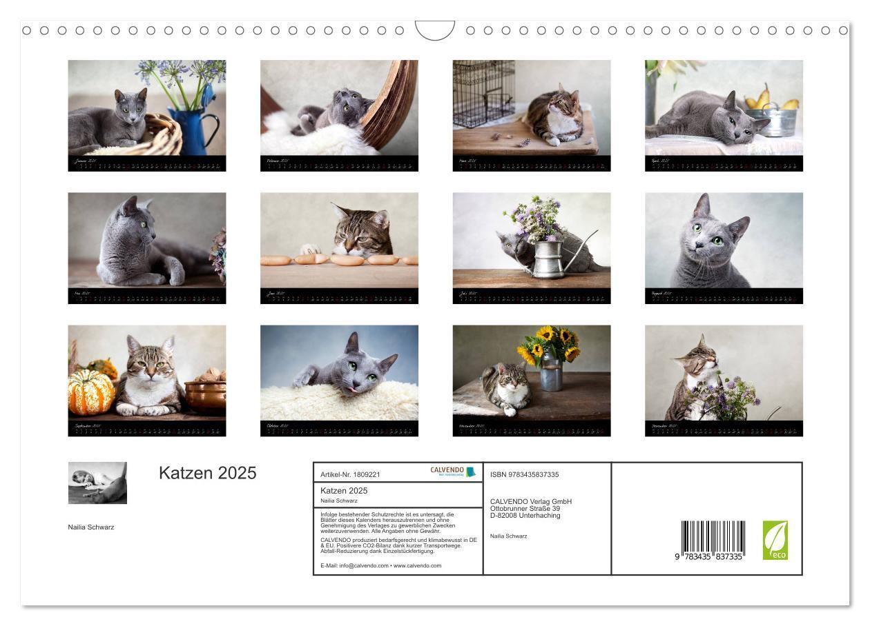 Bild: 9783435837335 | Katzen 2025 (Wandkalender 2025 DIN A3 quer), CALVENDO Monatskalender