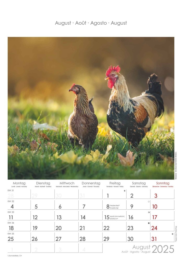 Bild: 4251732344351 | Alpha Edition - Hühner 2025 Bildkalender, 23,7x34cm, Kalender mit...