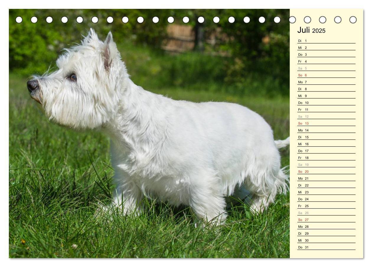 Bild: 9783435459643 | Kobold auf 4 Pfoten - West Highland White Terrier (Tischkalender...