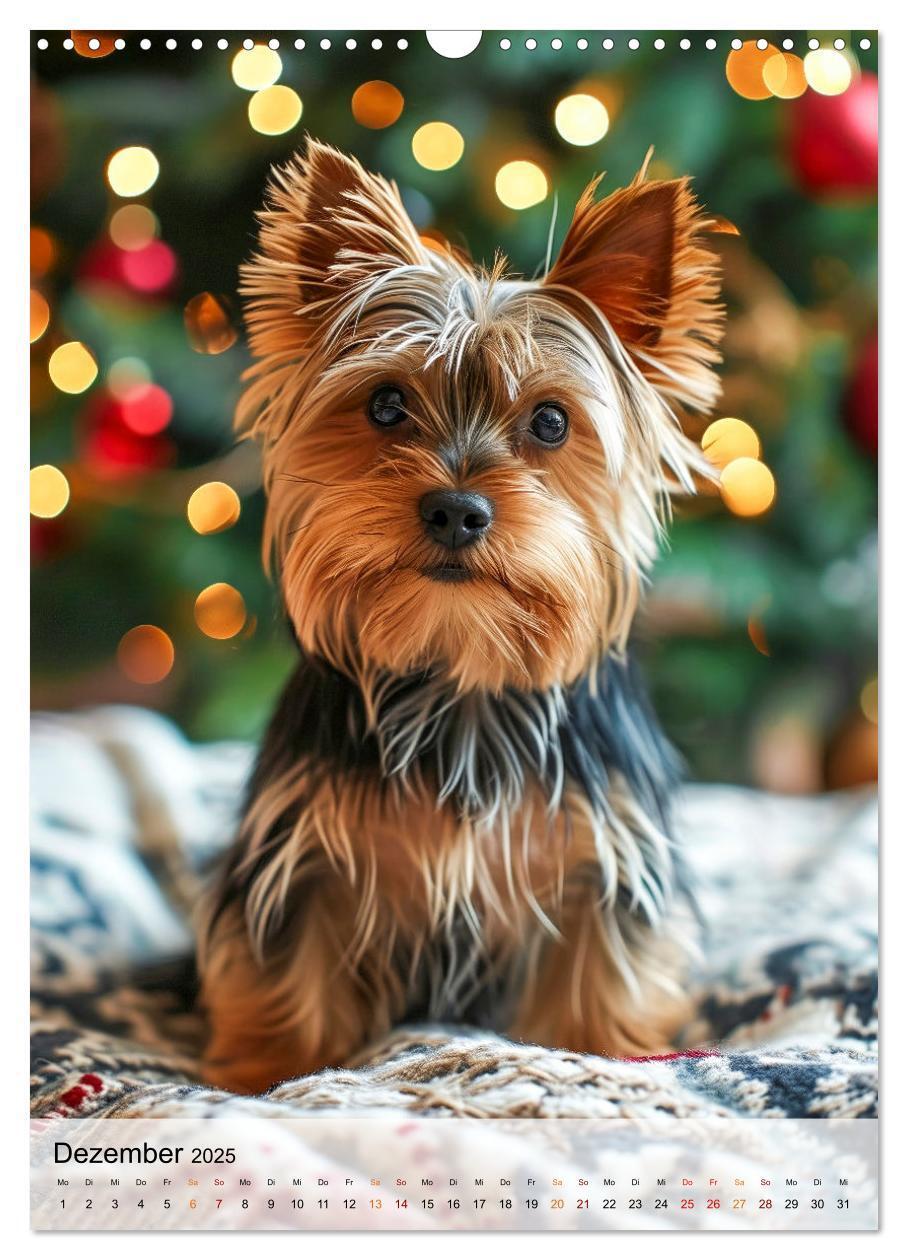 Bild: 9783383771712 | Yorkshire Terrier - ein Hund mit starkem Charakter (Wandkalender...