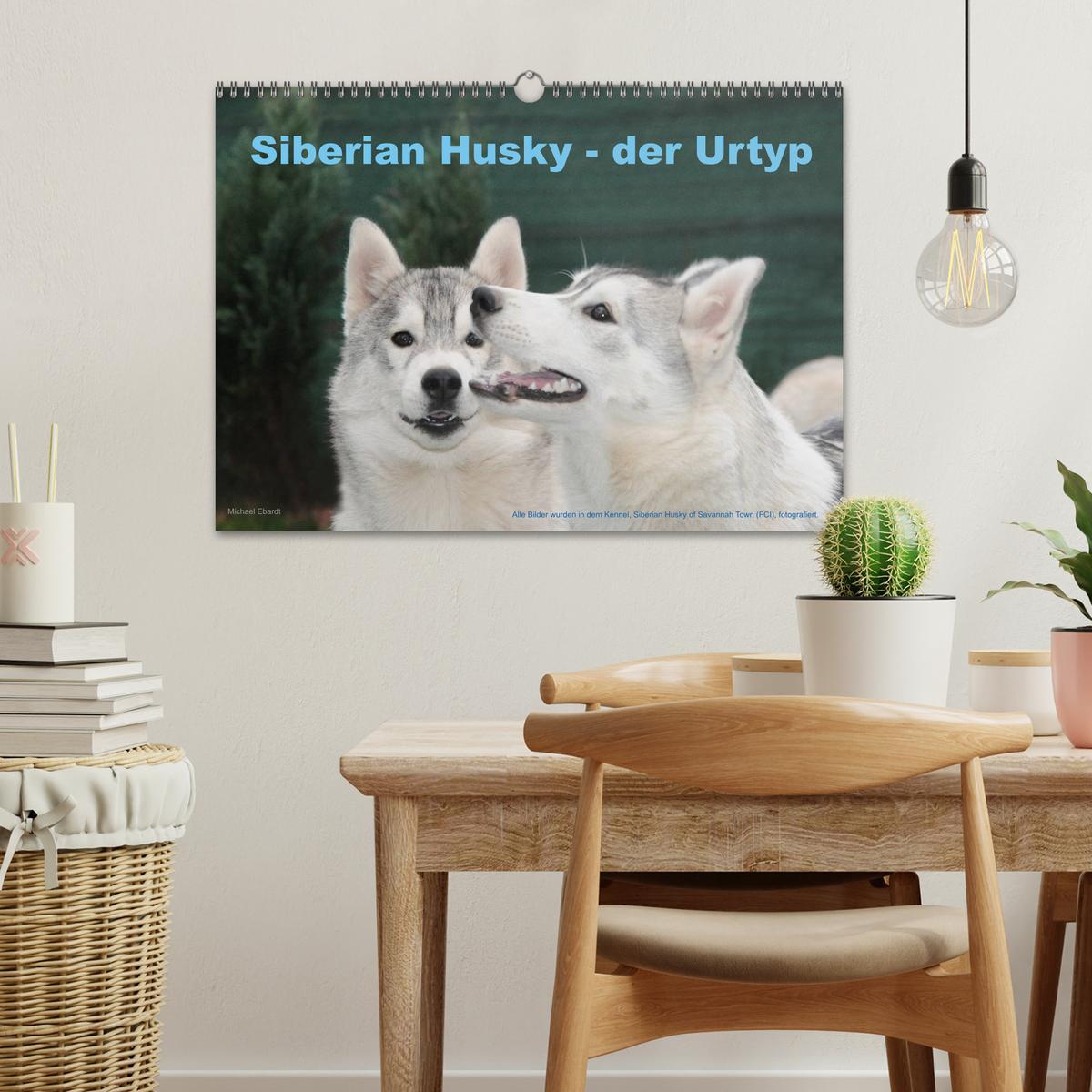 Bild: 9783435747856 | Siberian Husky - der Urtyp (Wandkalender 2025 DIN A3 quer),...