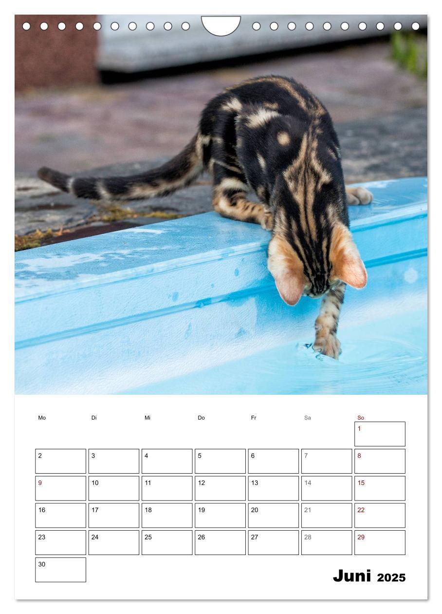 Bild: 9783435993314 | Bengalen - verschmust und abenteuerlustig (Wandkalender 2025 DIN A4...