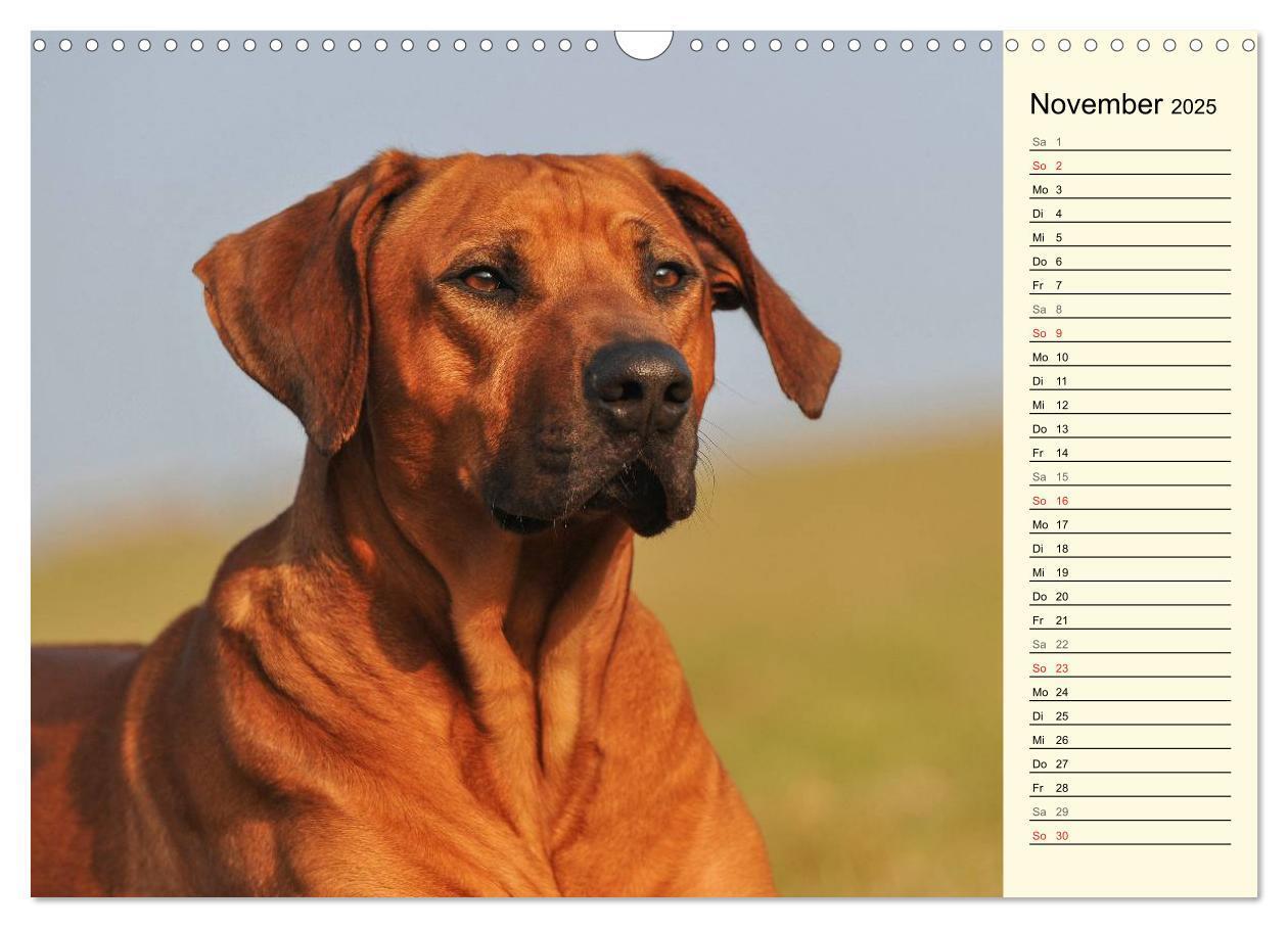 Bild: 9783435540990 | Rhodesian Ridgeback 2025 (Wandkalender 2025 DIN A3 quer), CALVENDO...