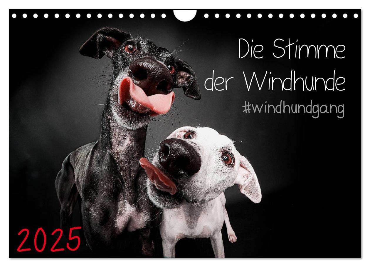 Cover: 9783435228911 | Die Stimme der Windhunde (Wandkalender 2025 DIN A4 quer), CALVENDO...