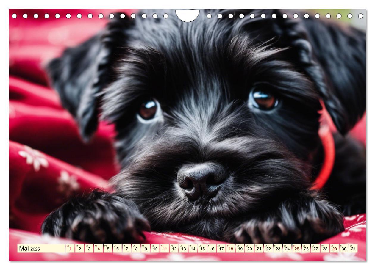 Bild: 9783457016145 | Schnauzer - vielseitige Allrounder (Wandkalender 2025 DIN A4 quer),...