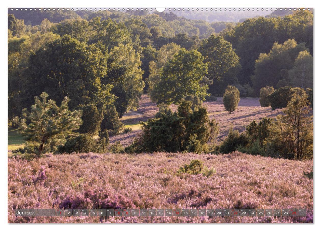 Bild: 9783383852541 | Die Lüneburger Heide - In voller Blüte (Wandkalender 2025 DIN A2...