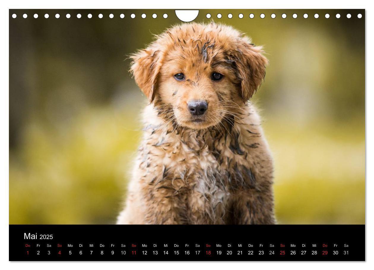 Bild: 9783435629770 | Toller - Nova Scotia Duck Tolling Retriever (Wandkalender 2025 DIN...