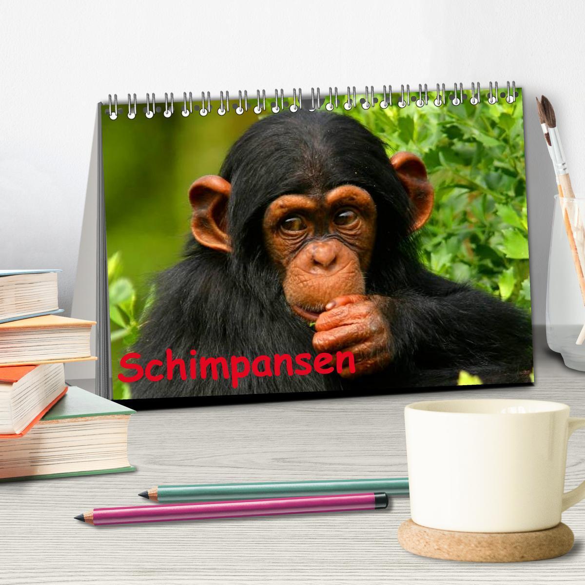 Bild: 9783435736515 | Schimpansen (Tischkalender 2025 DIN A5 quer), CALVENDO Monatskalender