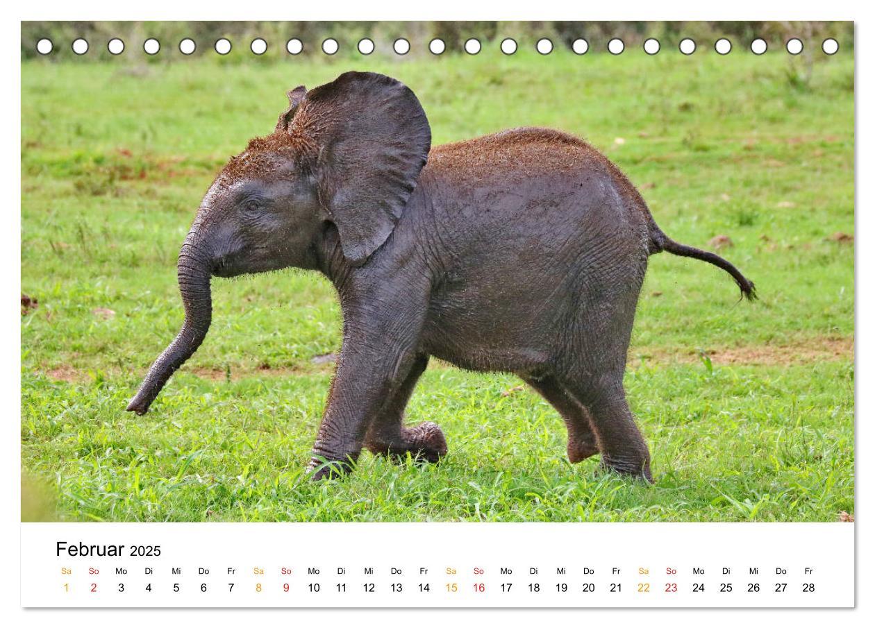 Bild: 9783435227921 | ADDO ELEPHANT NATIONAL PARK Elefanten Babies (Tischkalender 2025...