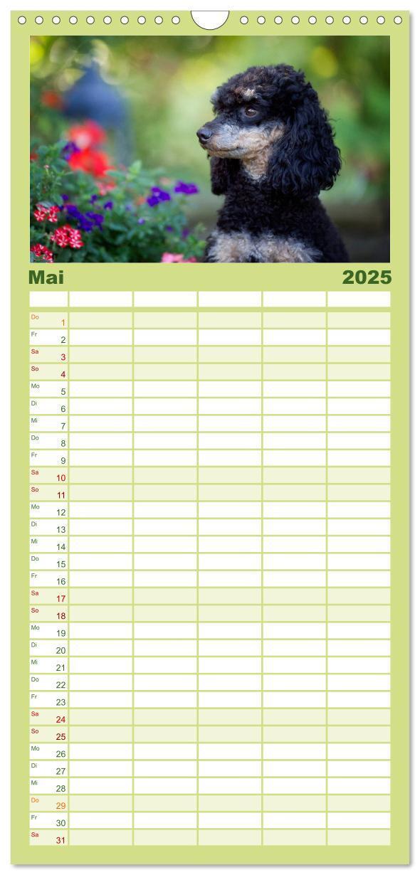 Bild: 9783457125427 | Familienplaner 2025 - Pudel mit 5 Spalten (Wandkalender, 21 x 45...