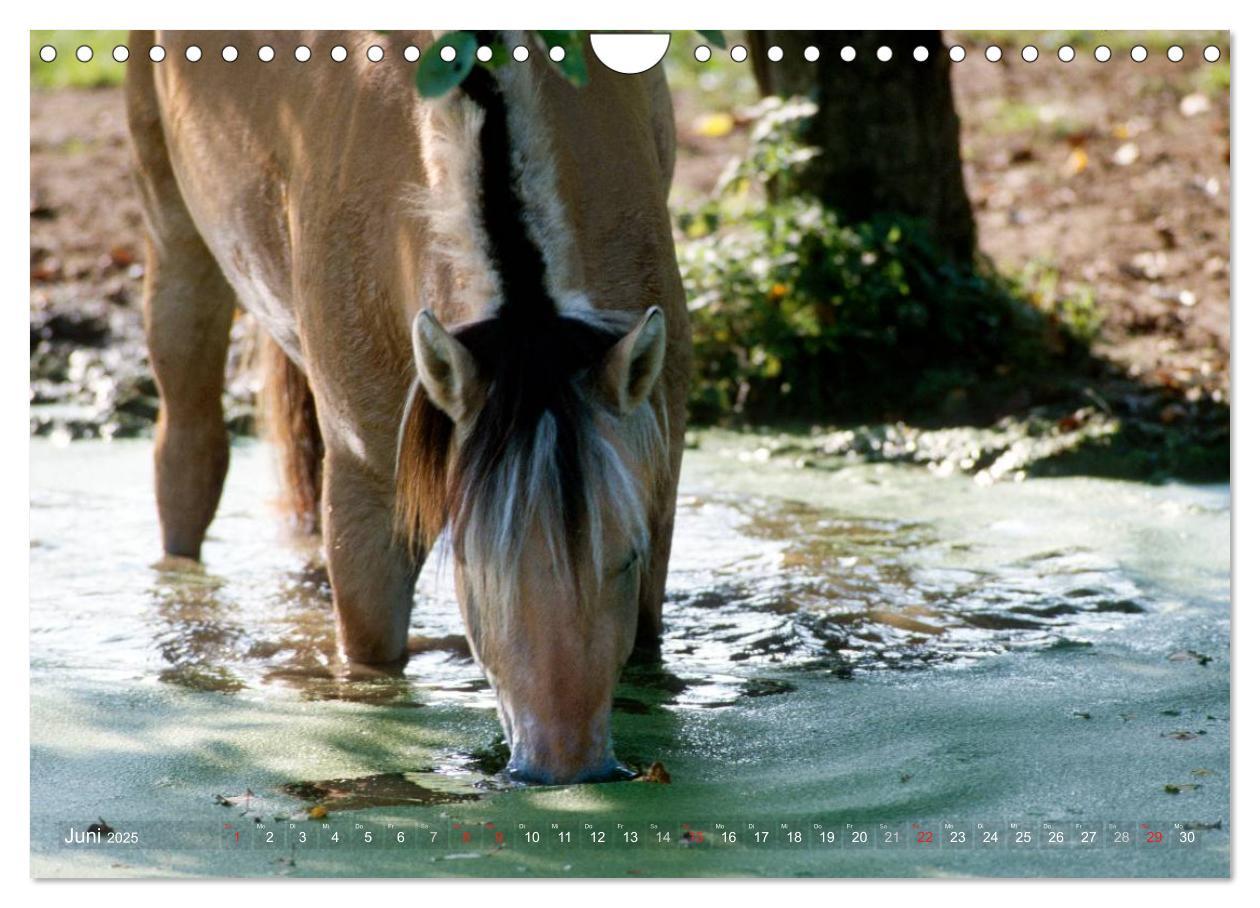 Bild: 9783435754533 | Fjordpferde - Norweger (Wandkalender 2025 DIN A4 quer), CALVENDO...