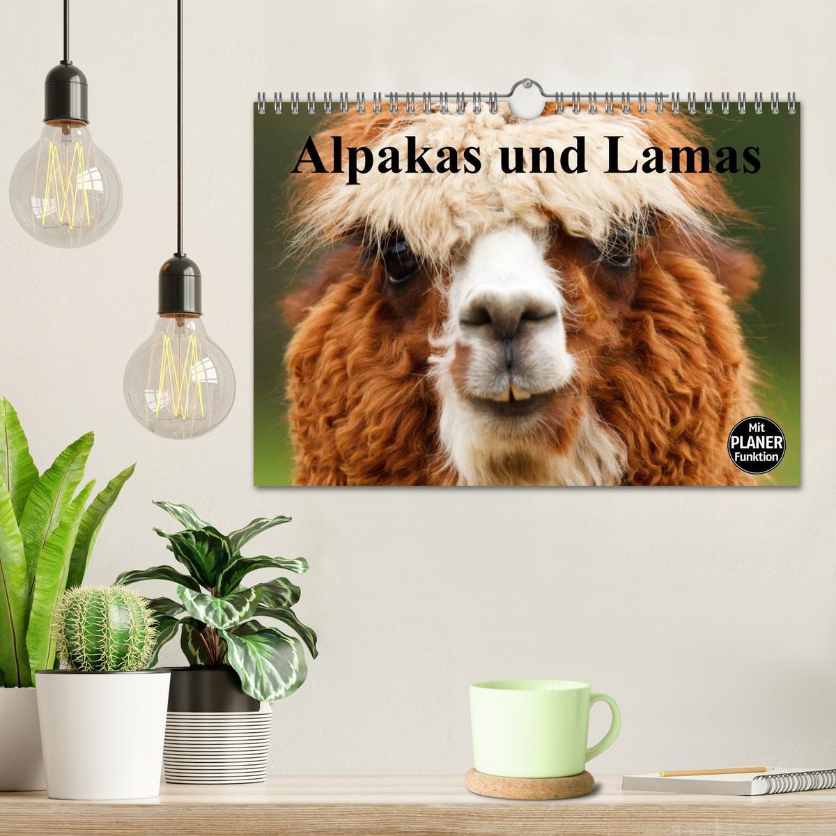 Bild: 9783435547036 | Alpakas und Lamas (Wandkalender 2025 DIN A4 quer), CALVENDO...