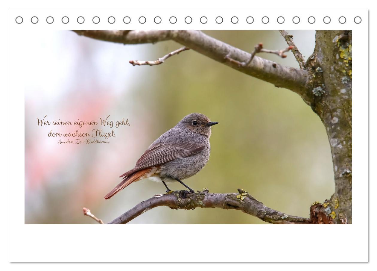 Bild: 9783383971594 | Vögel und geflügelte Worte (Tischkalender 2025 DIN A5 quer),...